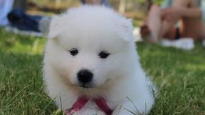 Samoyedo. Las razas de perros más tranquilos