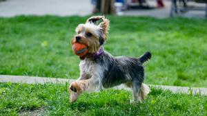 ¿Qué pasa si le das nísperos a un perro