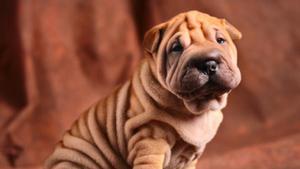 Shar Pei